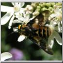 Chrysops relictus - Bremse m04.jpg